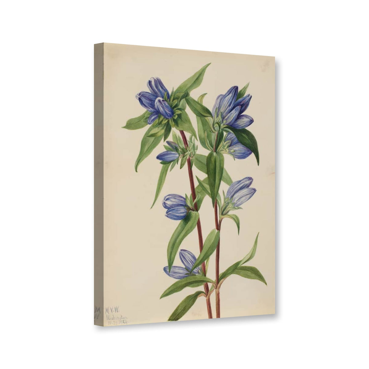 Flaschen-Enzian, 1924 (Gentiana saponaria) von Mary Vaux Walcott als Leinwand – Perspektivansicht