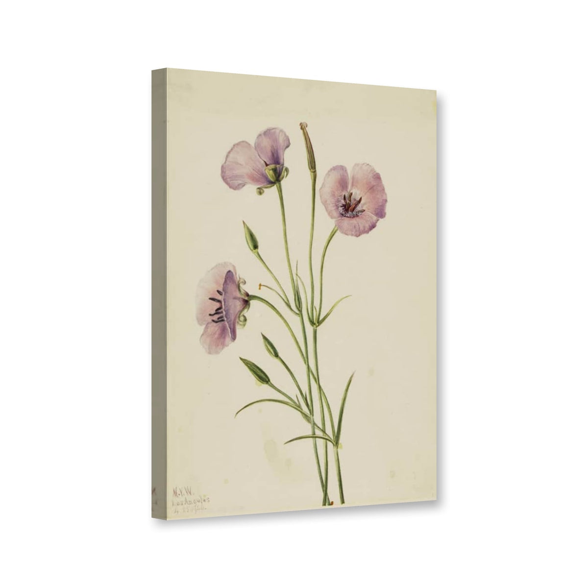 Fliederfarbene Mariposalilie (Calochortus splendens) von Mary Vaux Walcott als Leinwand – Perspektivansicht