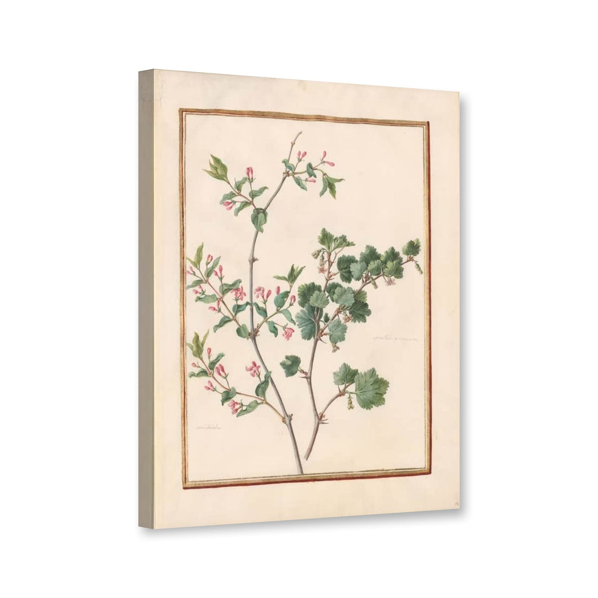 Geißblatt (Lonicera) und Johannisbeere (Ribes) von Madeleine Françoise Basseporte als Leinwand – Perspektivansicht