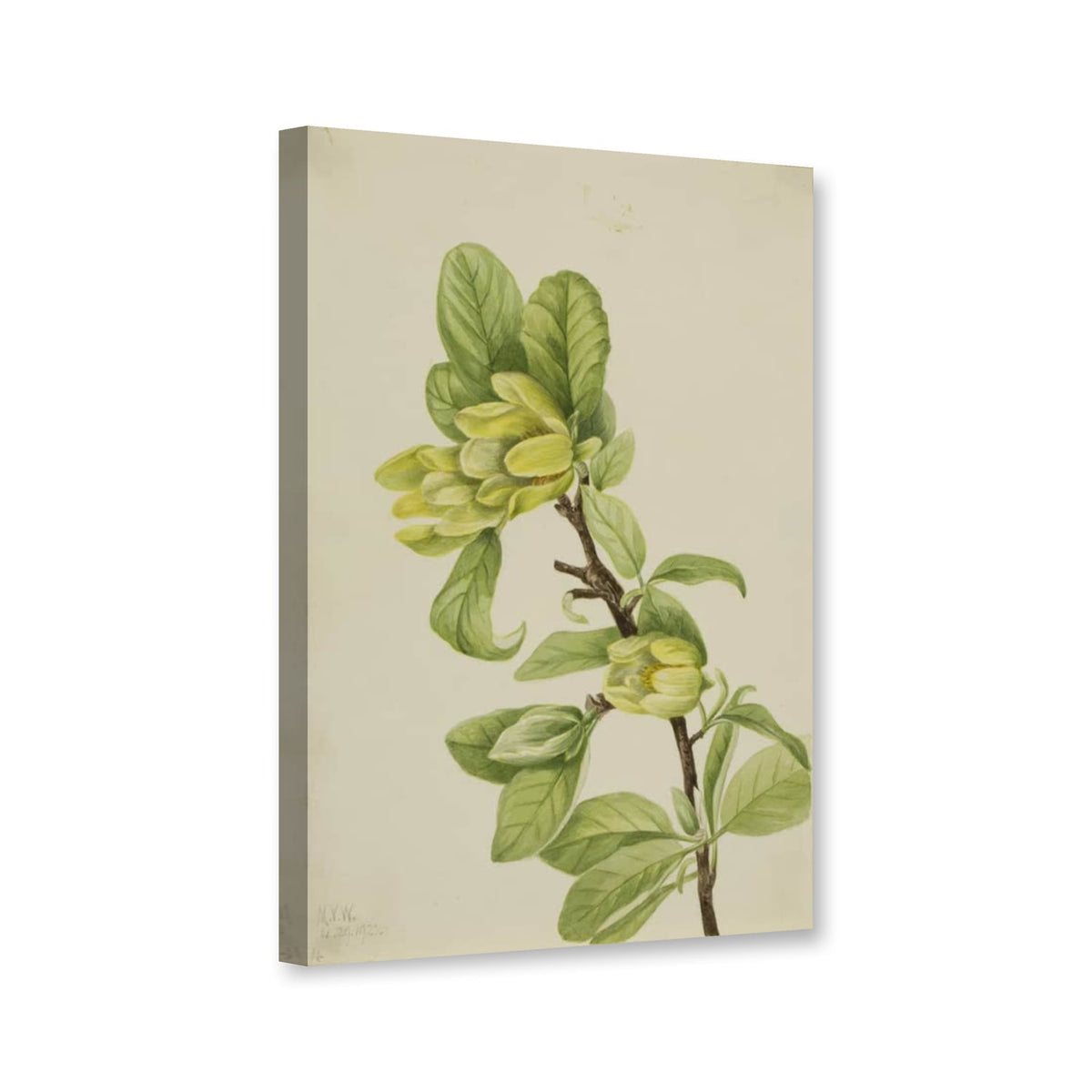 Gelbe Gurkenmagnolie (Magnolia cordata) von Mary Vaux Walcott als Leinwand – Perspektivansicht