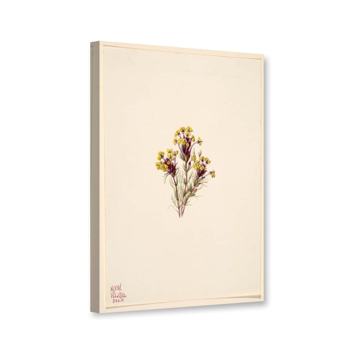 Gelber Eulenklee (Orthocarpus erianthus) von Mary Vaux Walcott als Leinwand – Perspektivansicht