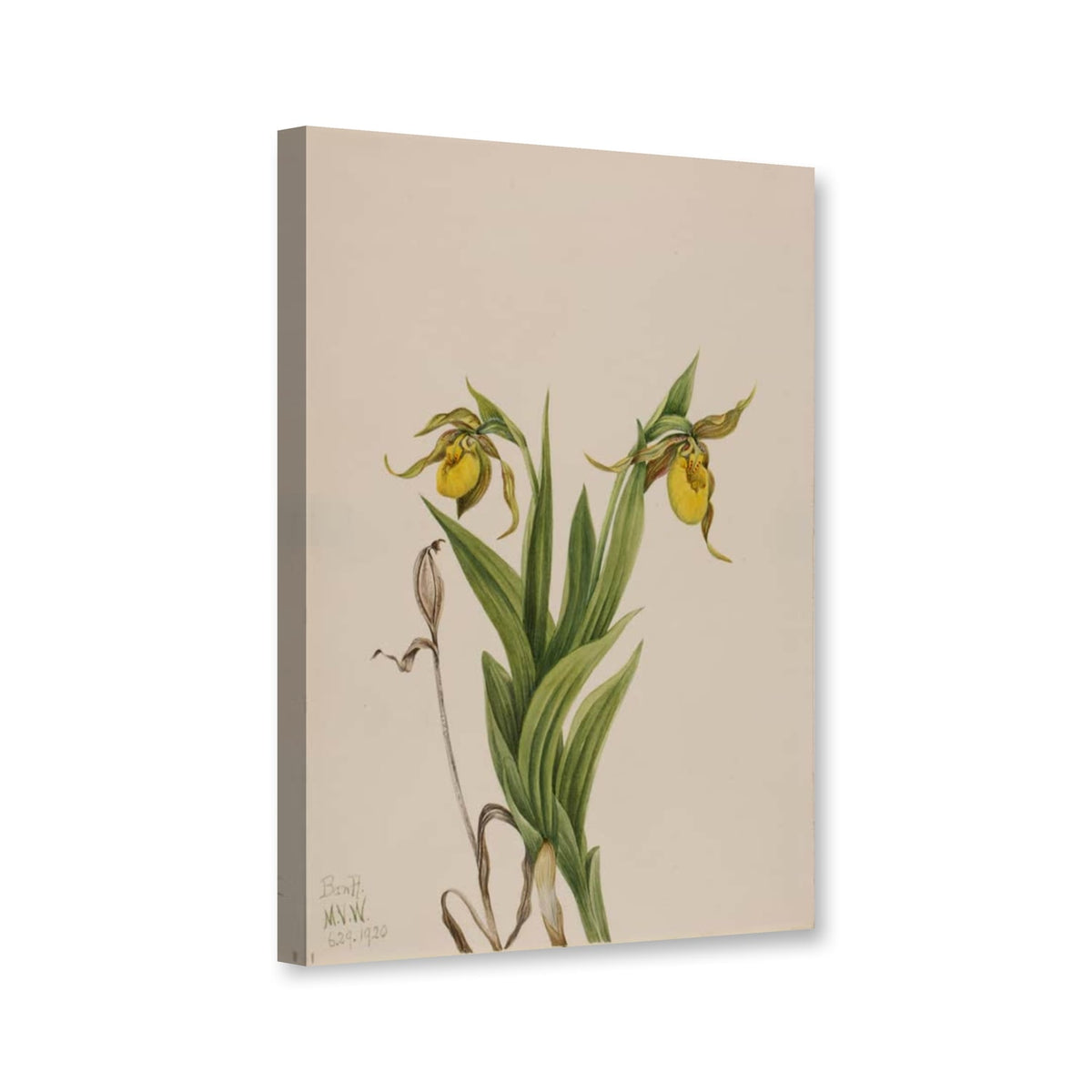 Gelber Frauenschuh (Cypripedium parviflorum) von Mary Vaux Walcott als Leinwand – Perspektivansicht
