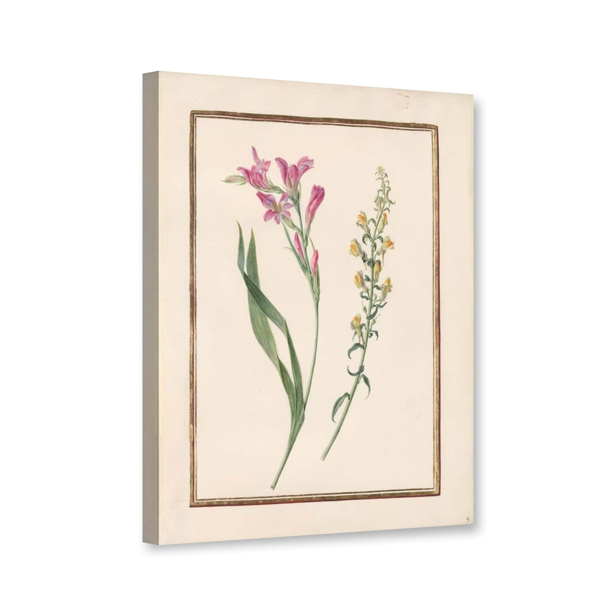 Gelbes Leinkraut (Linaria vulgaris) mit rosa Blütenstängel von Madeleine Françoise Basseporte als Leinwand – Perspektivansicht