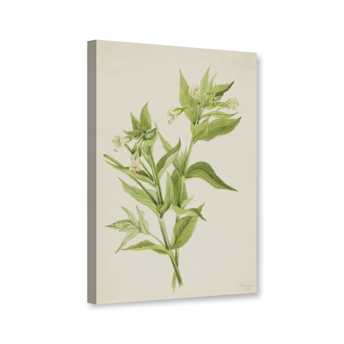Gelbes Weidenröschen (Epilobium lutem) von Mary Vaux Walcott als Leinwand – Perspektivansicht