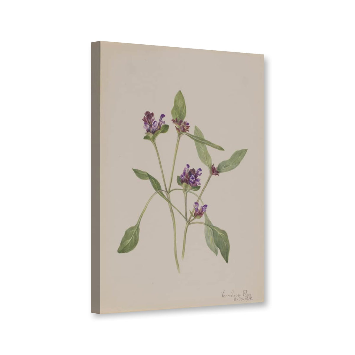 Gemeine Braunelle (Prunella vulgaris) von Mary Vaux Walcott als Leinwand – Perspektivansicht