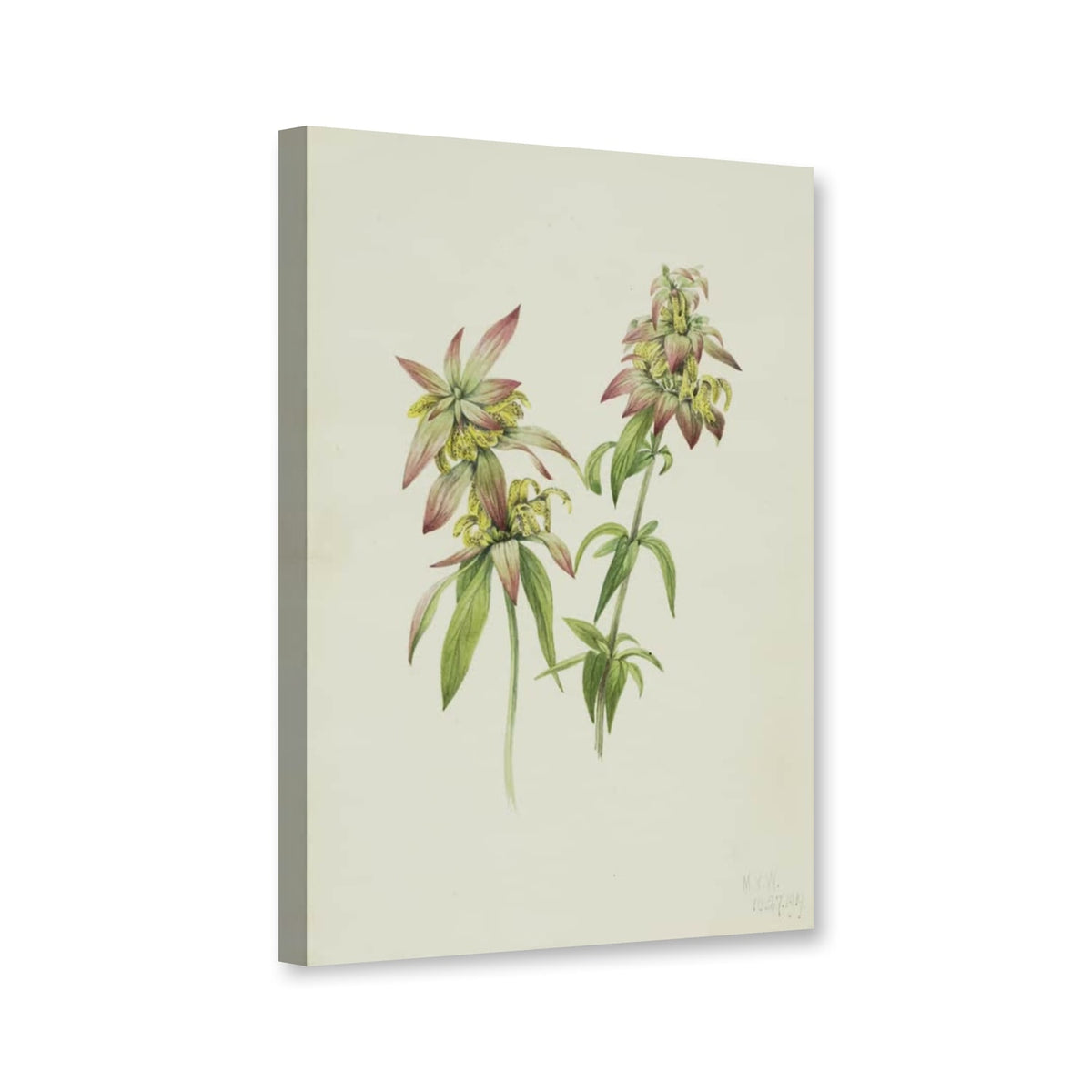 Gepunktete Monarde (Monarda punctata) von Mary Vaux Walcott als Leinwand – Perspektivansicht