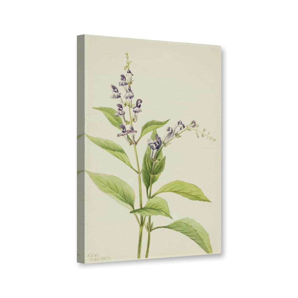 Gesägtes Helmkraut (Scutellaria serrata) von Mary Vaux Walcott als Leinwand – Perspektivansicht