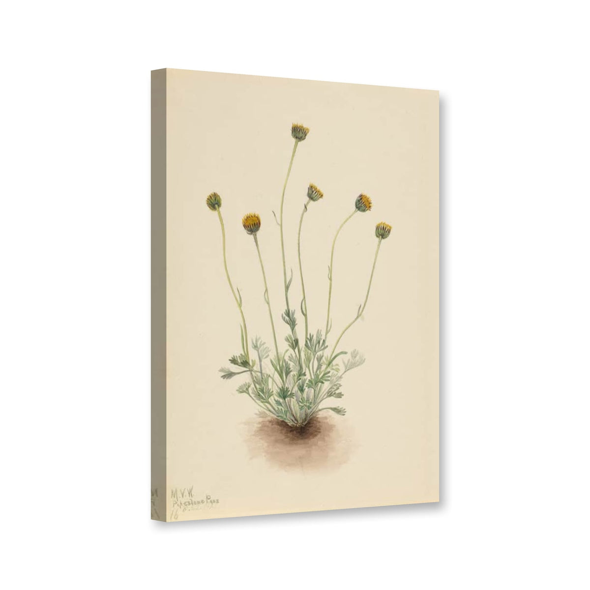 Geschlitztblättriges Berufkraut, 1921 (Erigeron compositus nudus) von Mary Vaux Walcott als Leinwand – Perspektivansicht