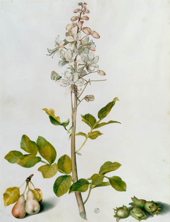 Giovanna Garzoni Diptamzweig mit Haselnüssen und Birnen Kunstkopie, blühender Zweig mit Schmetterling auf hellem Grund