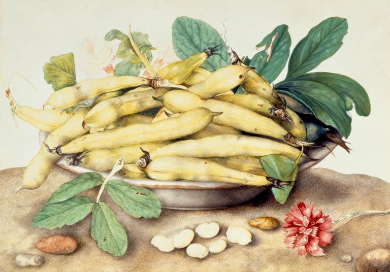 Giovanna Garzoni Schale mit Schoten, Kernbohnen und Nelke Kunstkopie, gelbe Bohnenschoten und rosarote Nelke