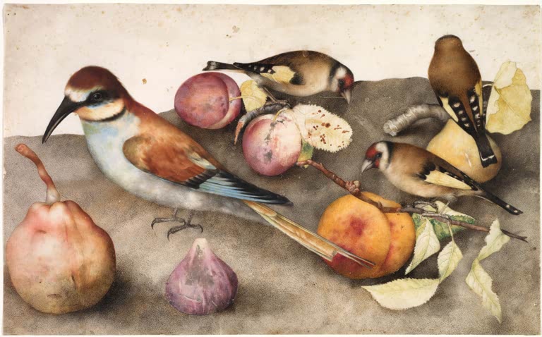 Giovanna Garzoni Stillleben mit Vögeln und Früchten Kunstkopie, Bienenfresser und Stieglitze zwischen Pfirsichen und Feigen