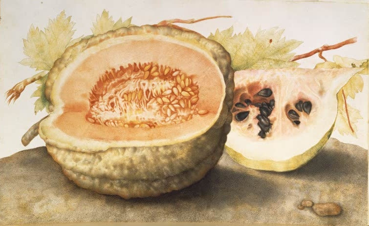 Giovanna Garzoni Stillleben mit zwei Melonen Kunstkopie, halbierte Melone mit orangem Fruchtfleisch und Melonenstück