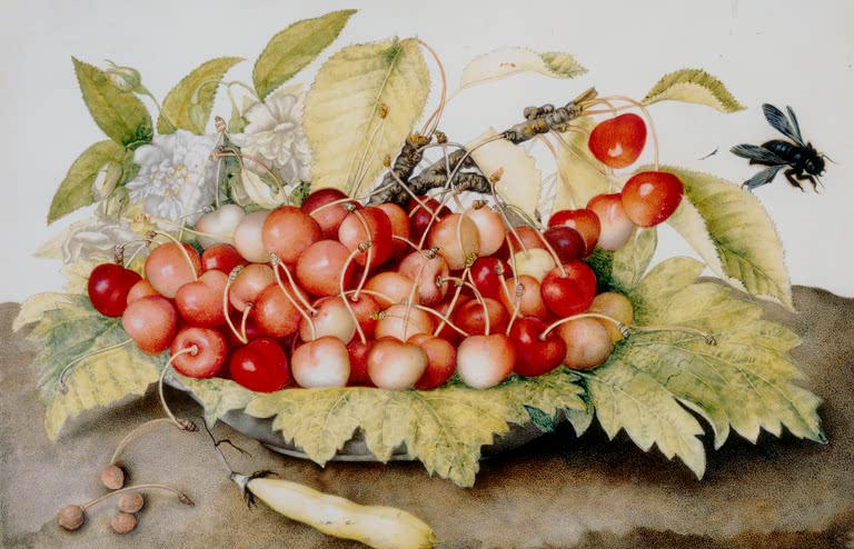 Giovanna Garzoni Teller mit Kirschen, Bohnenschote und Hummel Kunstkopie, barockes Stillleben mit roten Kirschen