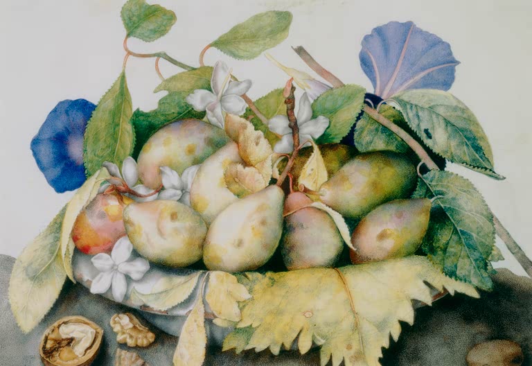 Giovanna Garzoni Teller mit Pflaumen, Jasmin und Walnüssen Kunstkopie, Stillleben mit blauen Winden und Jasminblüten