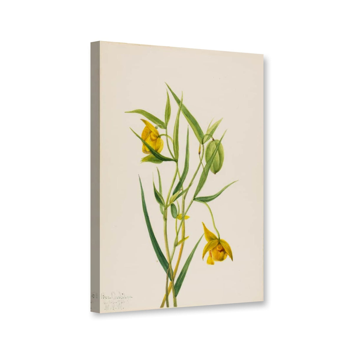 Goldene Feenlaterne (Calochortus amabilis) von Mary Vaux Walcott als Leinwand – Perspektivansicht