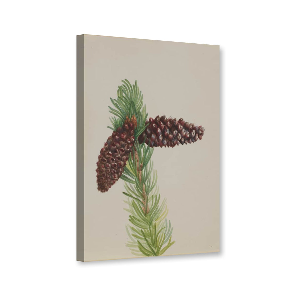 Grannenkiefer (Pinus aristata) von Mary Vaux Walcott als Leinwand – Perspektivansicht