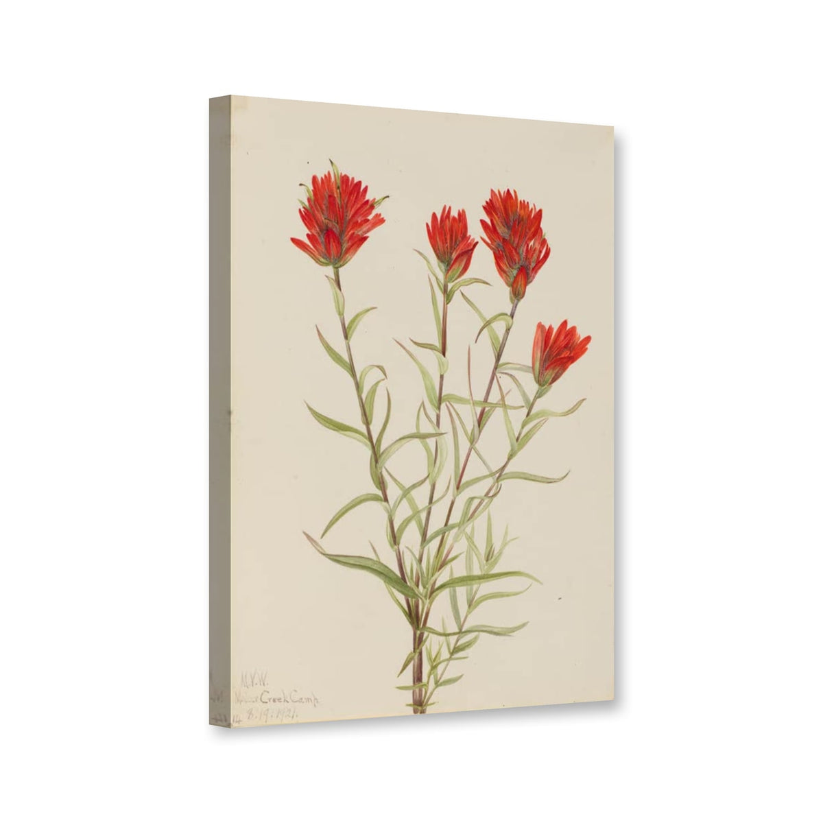 Großer Roter Indianerpinsel (Castilleja miniata) von Mary Vaux Walcott als Leinwand – Perspektivansicht