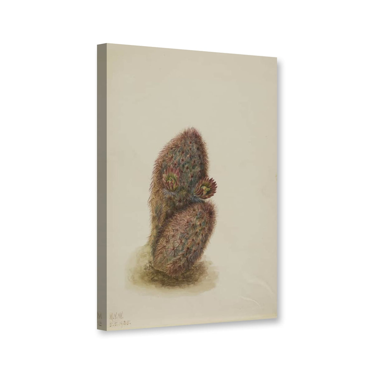 Grünblütiger Erdbeerkaktus (Echinocereus viridiflorus) von Mary Vaux Walcott als Leinwand – Perspektivansicht