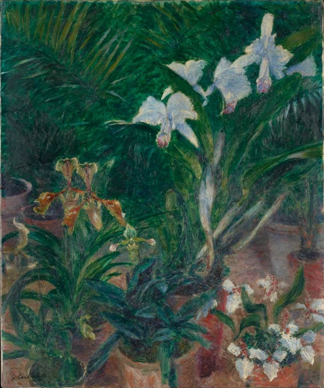 Gustave Caillebotte Orchideen im Gewächshaus Kunstkopie, weiße Orchideenblüten zwischen dichten Blättern im Treibhaus