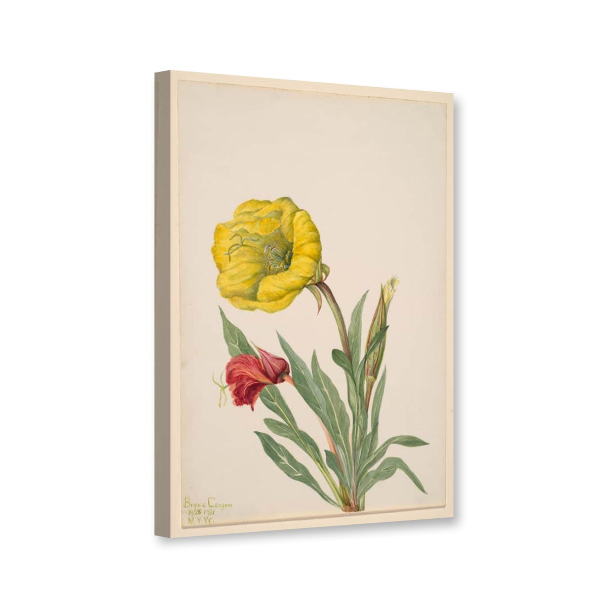 Howards Nachtkerze (Oenothera howardi) von Mary Vaux Walcott als Leinwand – Perspektivansicht