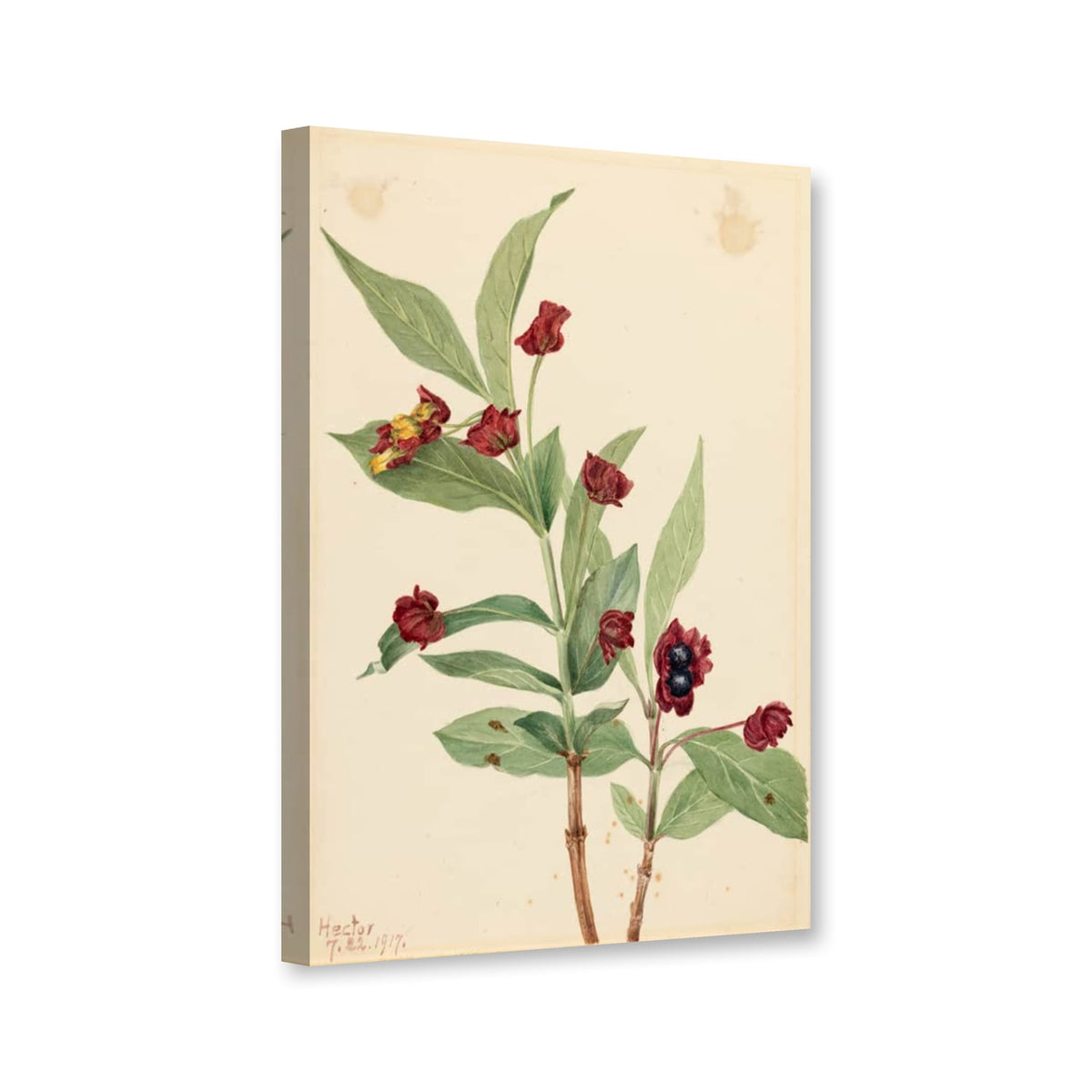 Hüllblättrige Heckenkirsche, Zweig mit Beeren (Lonicera involucrata) von Mary Vaux Walcott als Leinwand – Perspektivansicht