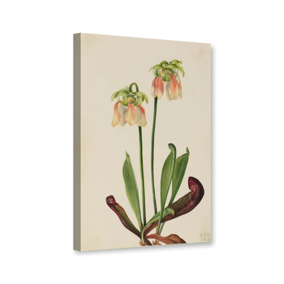 Hybrid-Schlauchpflanze mit zwei Blüten (Sarracenia minor x psittacina) von Mary Vaux Walcott als Leinwand – Perspektivansicht
