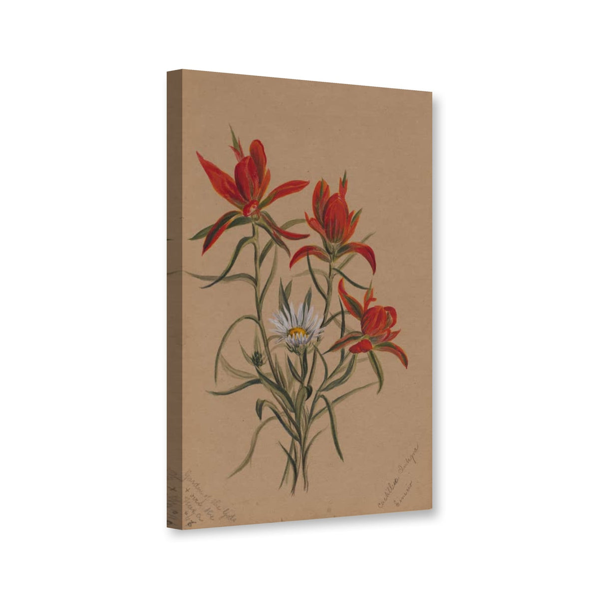 Indianerpinsel (Castilleja rhexifolia) von Mary Vaux Walcott als Leinwand – Perspektivansicht
