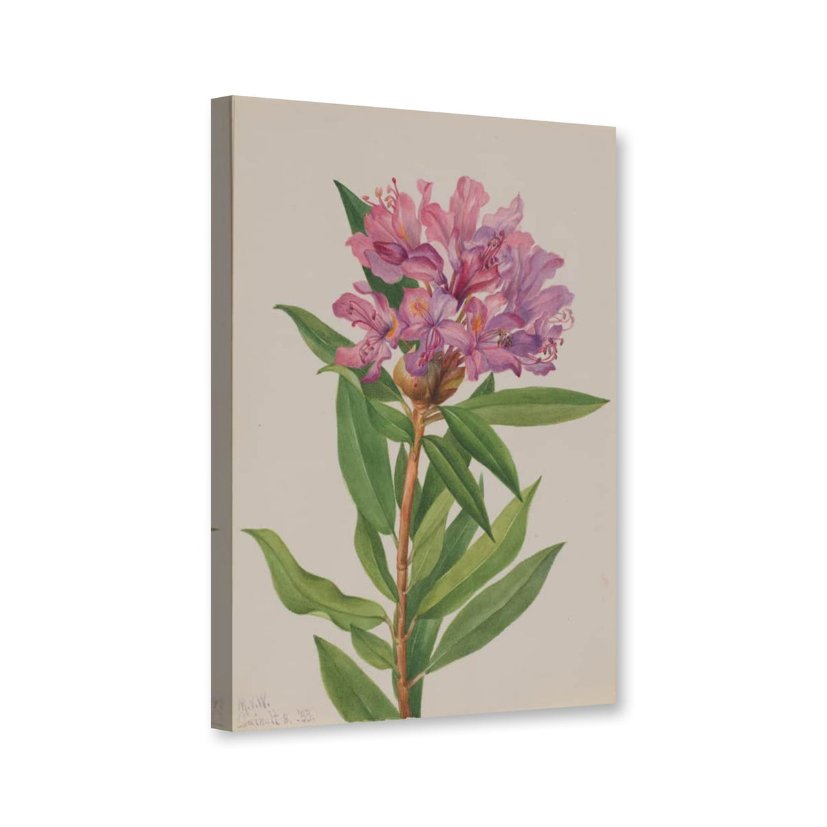 Kalifornischer Rhododendron (Rhododendron californicum) von Mary Vaux Walcott als Leinwand – Perspektivansicht