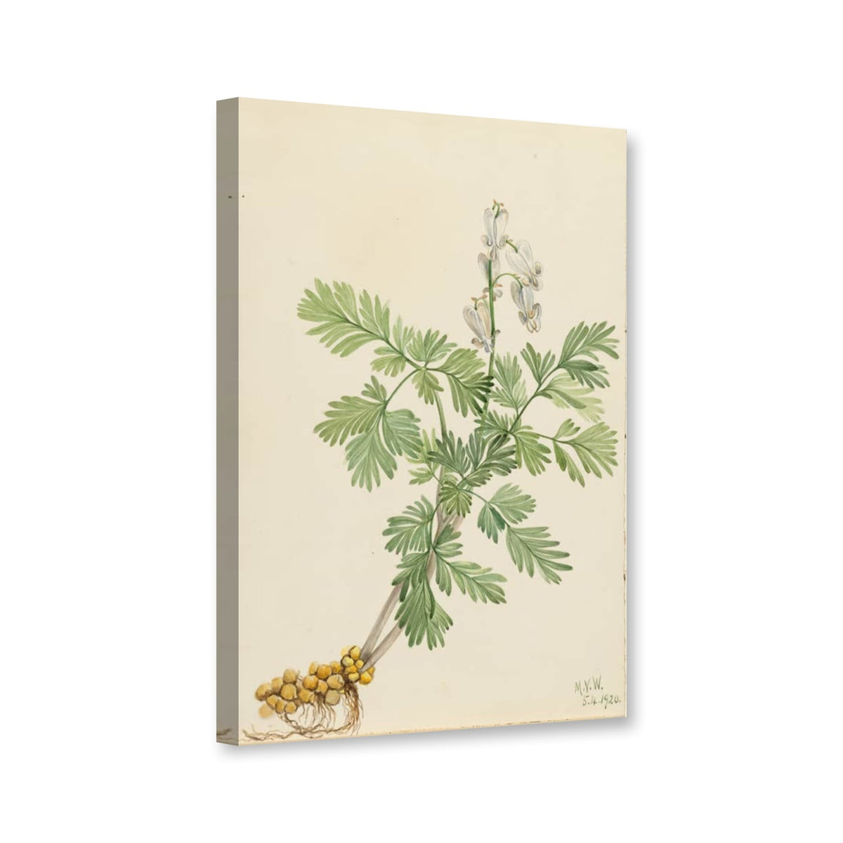 Kanadisches Herzblümchen (Bikukulla canadensis) von Mary Vaux Walcott als Leinwand – Perspektivansicht