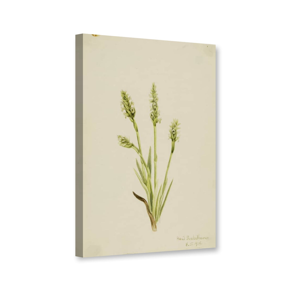 Kapuzen-Drehwurz (Ibidium strictum) von Mary Vaux Walcott als Leinwand – Perspektivansicht