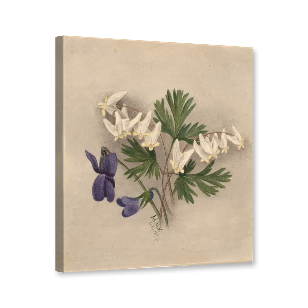 Kapuzen-Herzblume mit Veilchen (Bikukulla cucullaria) von Mary Vaux Walcott als Leinwand – Perspektivansicht