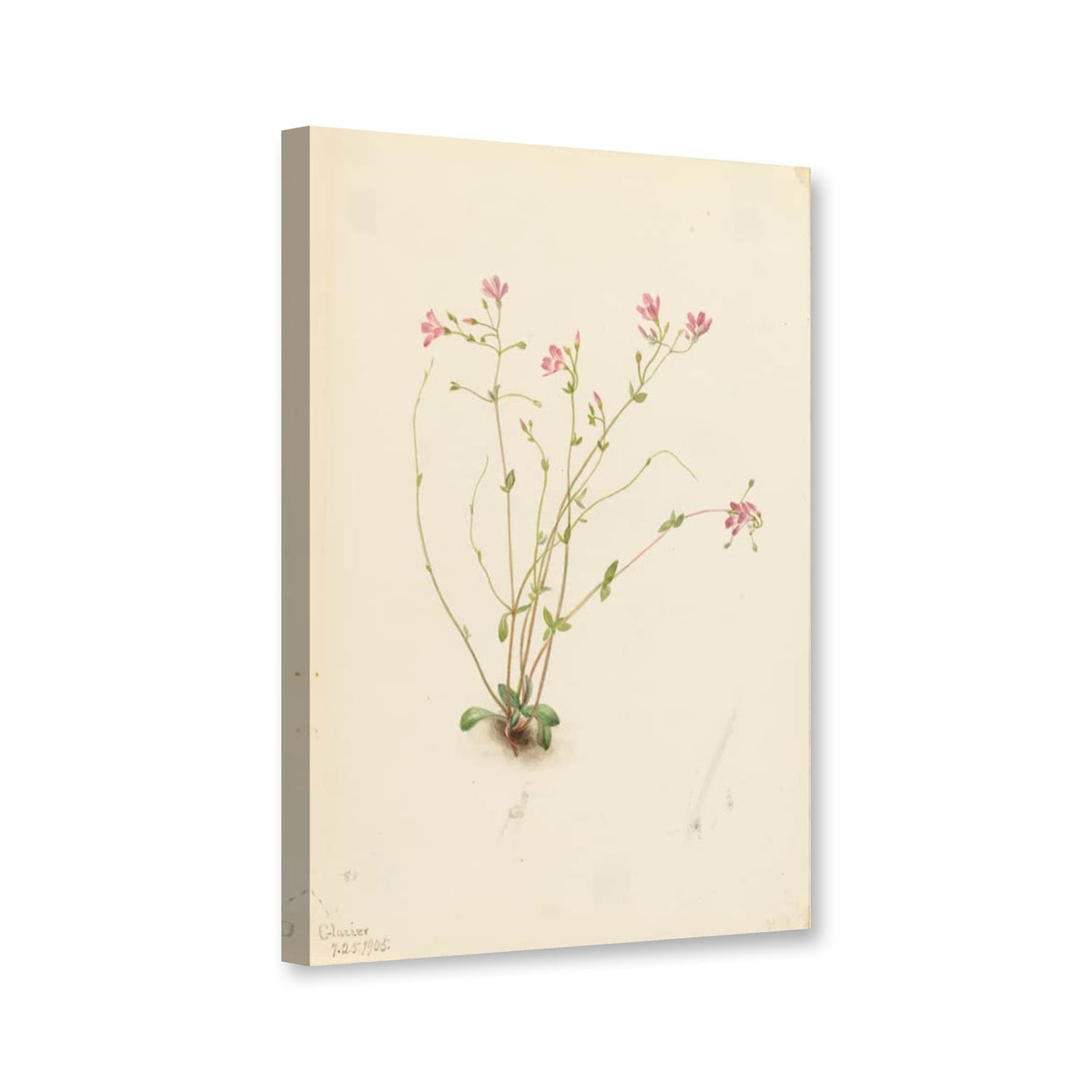 Kleinblättrige Frühlingsschönheit (Claytonia parvifolia) von Mary Vaux Walcott als Leinwand – Perspektivansicht