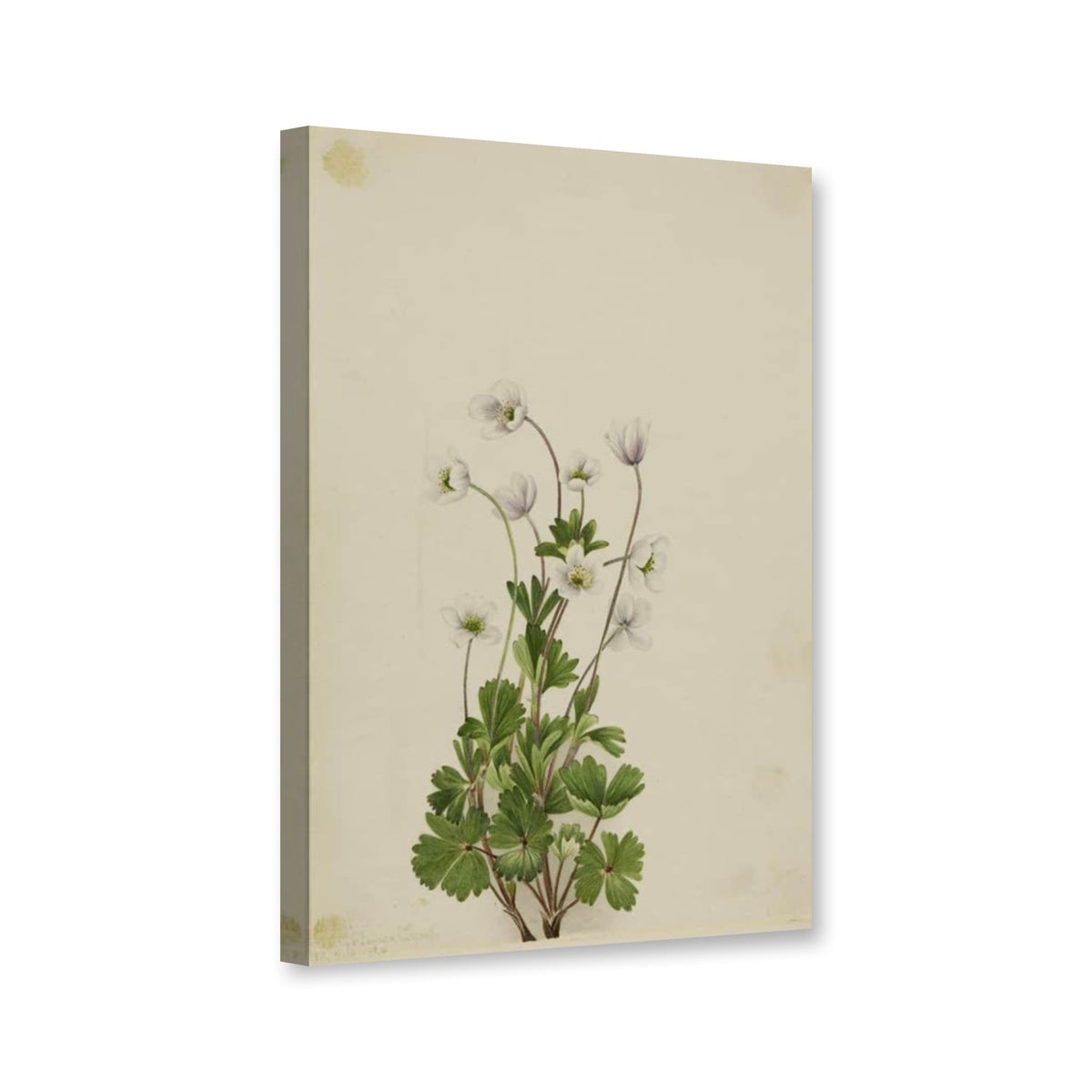 Kleinblütige Anemone (Anemone parviflora) von Mary Vaux Walcott als Leinwand – Perspektivansicht