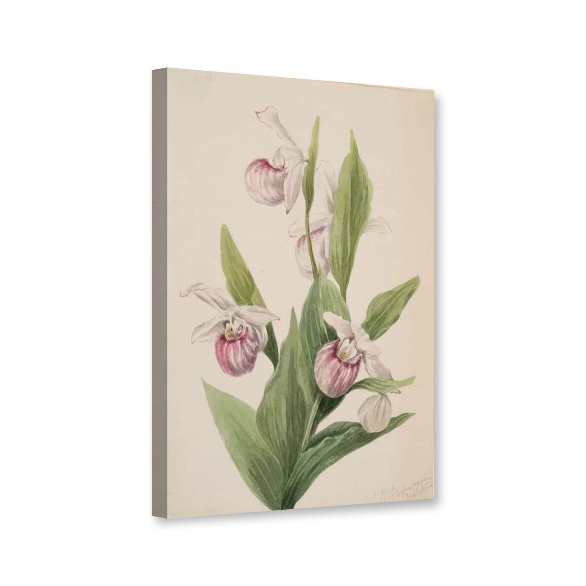 Königin-Frauenschuh (Cypripedium reginae) von Mary Vaux Walcott als Leinwand – Perspektivansicht