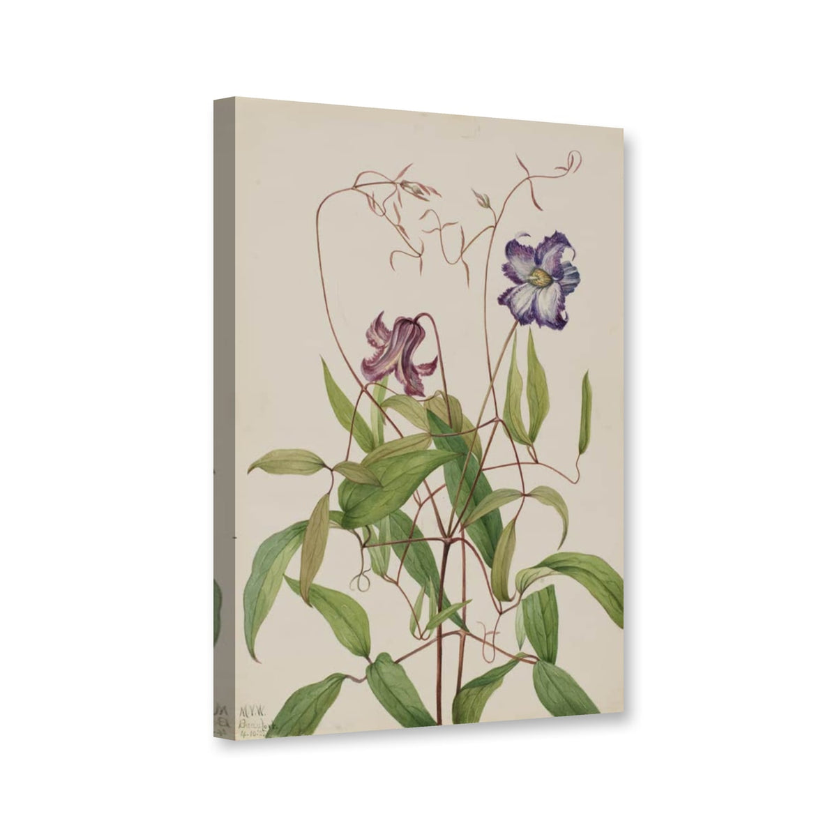 Krause Waldrebe (Clematis crispa) von Mary Vaux Walcott als Leinwand – Perspektivansicht
