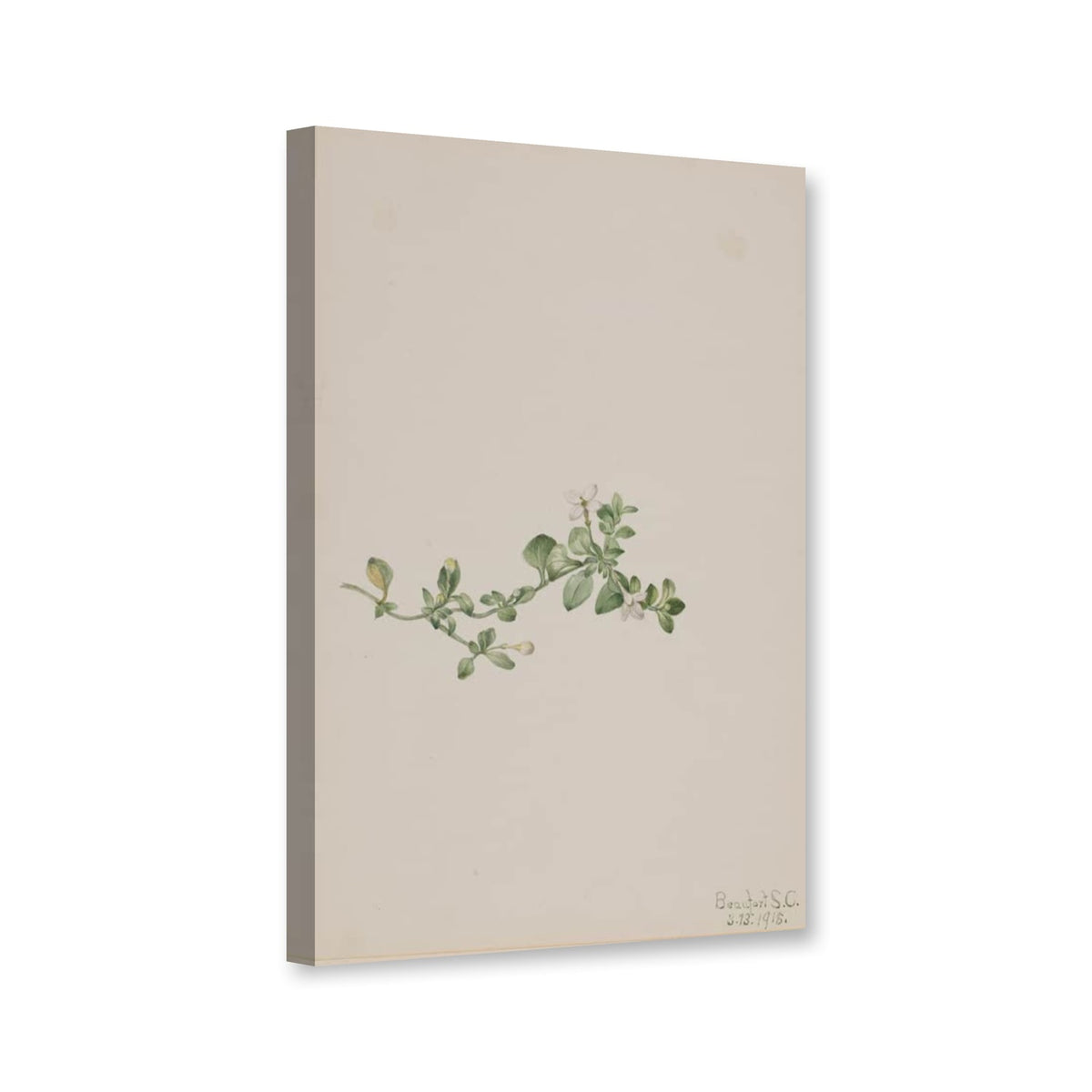Kriechende Houstonie (Houstonia procumbens) von Mary Vaux Walcott als Leinwand – Perspektivansicht