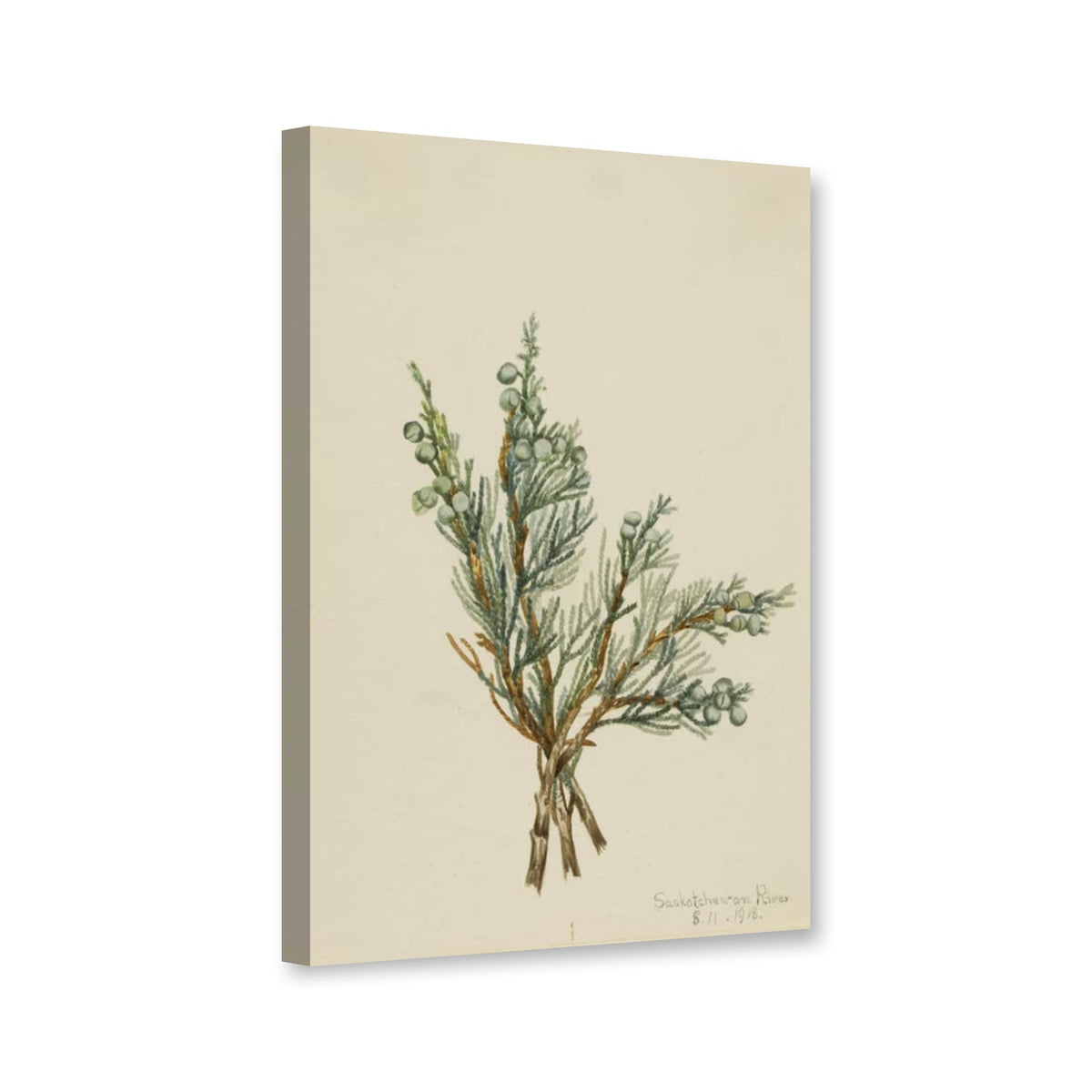 Kriechwacholder (Juniperus horizontalis) von Mary Vaux Walcott als Leinwand – Perspektivansicht