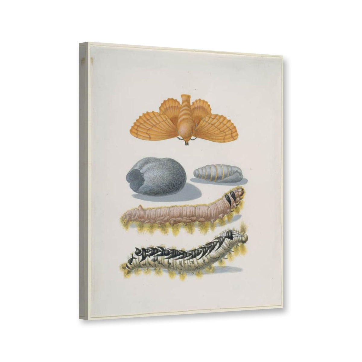 Kupferglucke mit Raupen und Kokon von Maria Sibylla Merian als Leinwand – Perspektivansicht