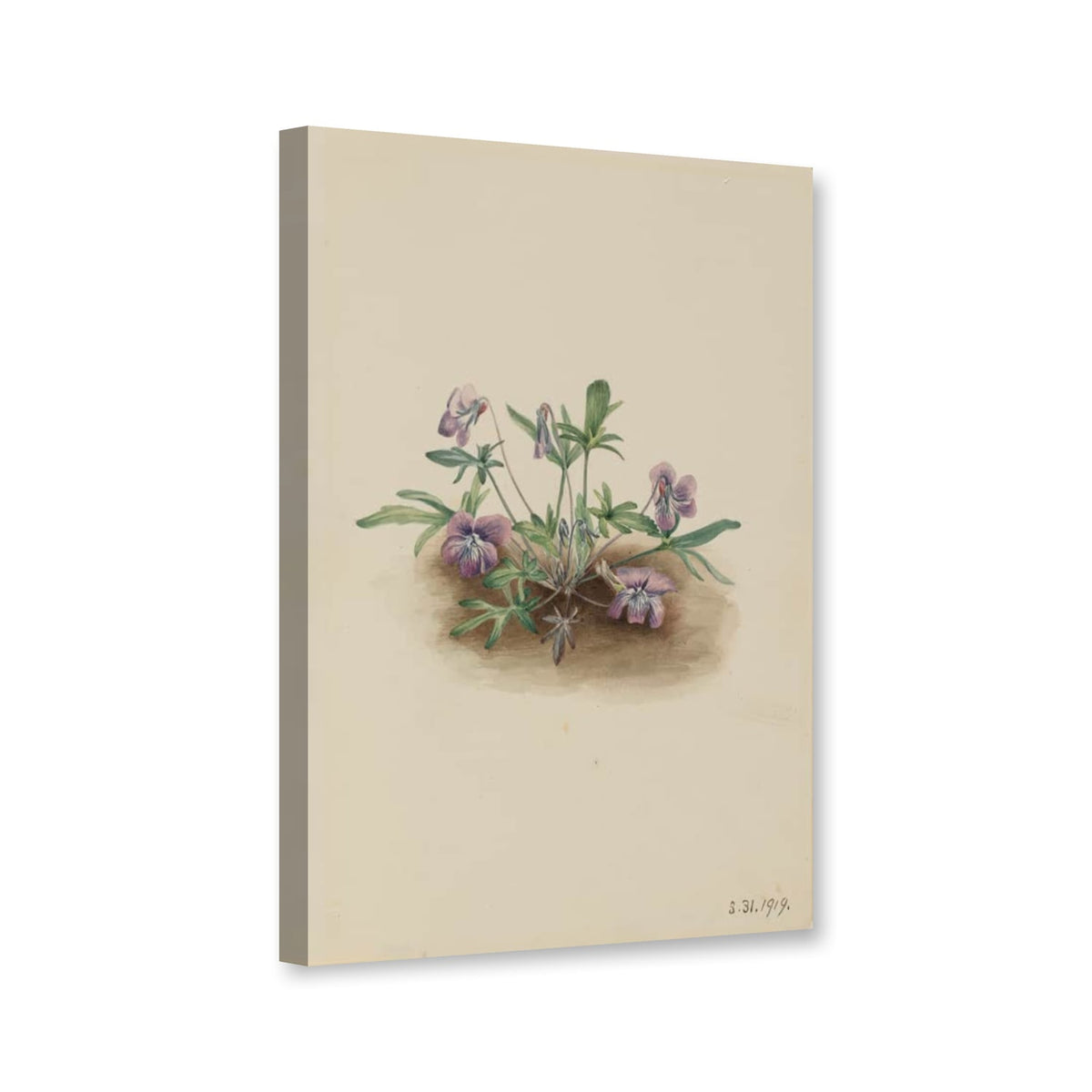 Küstenveilchen (Viola septemloba) von Mary Vaux Walcott als Leinwand – Perspektivansicht