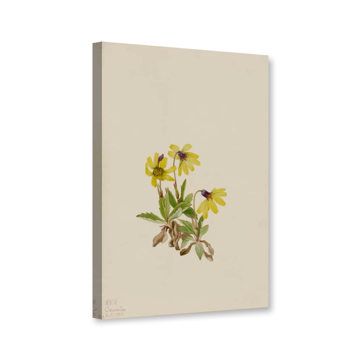 Lake-Louise-Arnika (Arnica louisiana) von Mary Vaux Walcott als Leinwand – Perspektivansicht