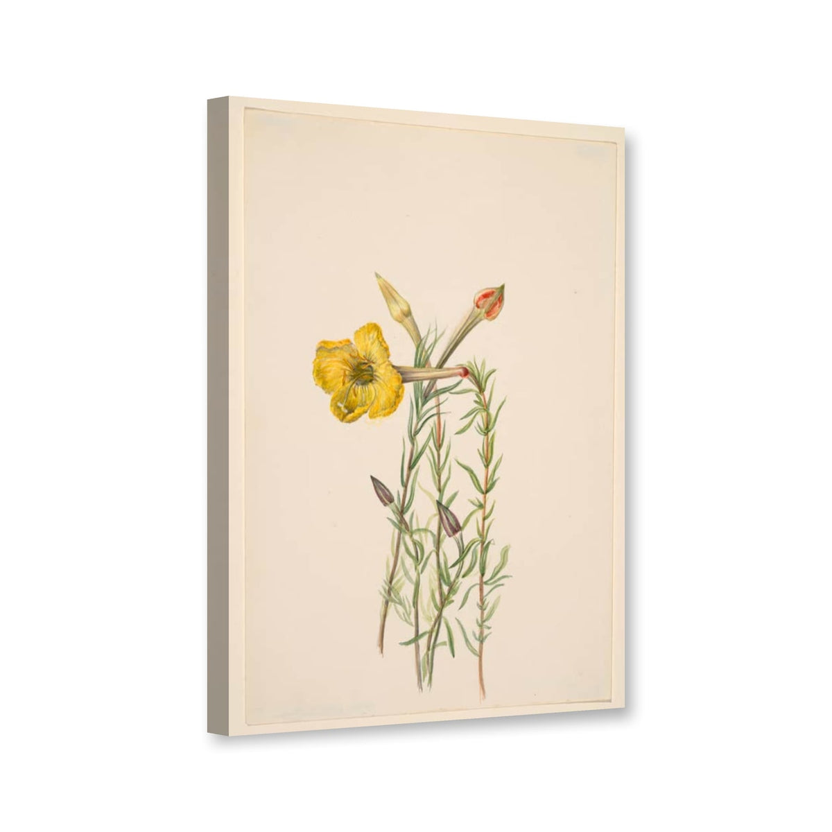 Lavendelblättrige Nachtkerze (Oenothera lavandulifolia) von Mary Vaux Walcott als Leinwand – Perspektivansicht