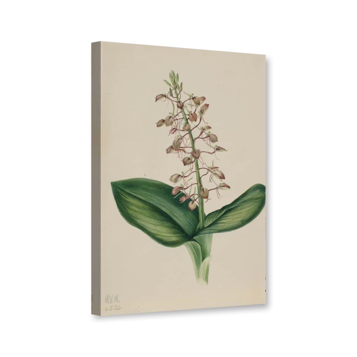 Lilienblättriges Glanzkraut (Liparis liliifolia) von Mary Vaux Walcott als Leinwand – Perspektivansicht