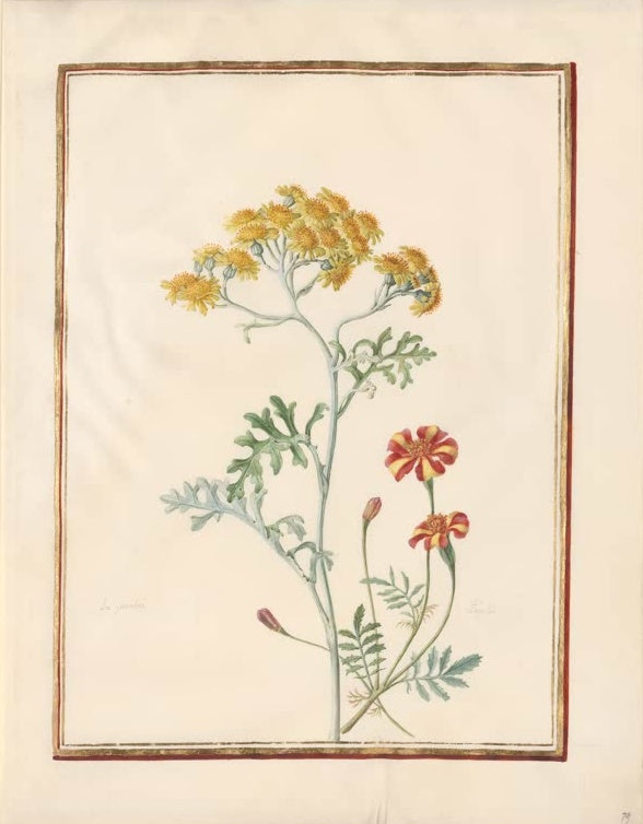 Madeleine Françoise Basseporte Aschenkraut (Jacobaea maritima) und gestreifte Studentenblume Kunstkopie, Aquarell um 1750