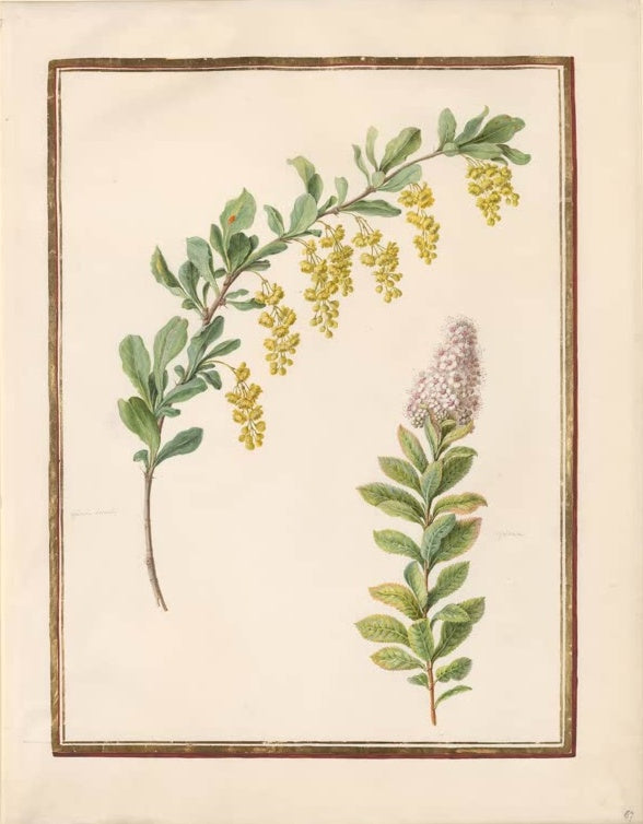 Madeleine Françoise Basseporte Berberitze (Berberis vulgaris) und Breitblättriger Spierstrauch Kunstkopie, Aquarell um 1750