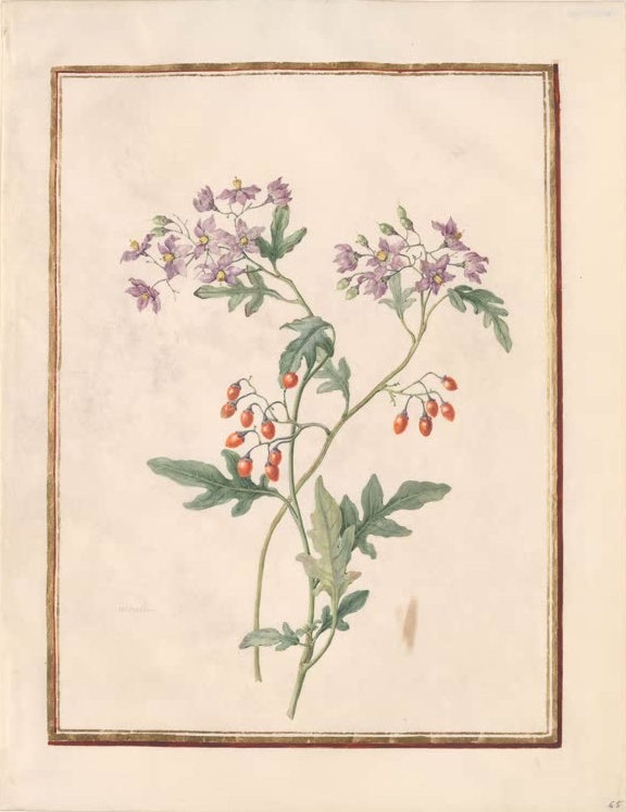 Madeleine Françoise Basseporte Bittersüßer Nachtschatten (Solanum dulcamara) Kunstkopie, Aquarell auf Pergament