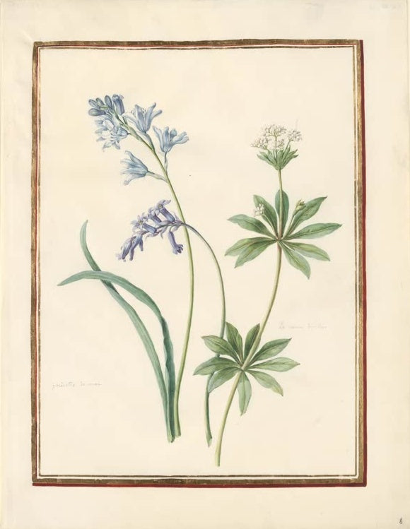 Madeleine Françoise Basseporte Blaue Hyazinthe, Hasenglöckchen und weiße Blütendolde Kunstkopie