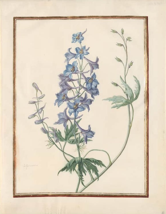 Madeleine Françoise Basseporte Blauer Rittersporn Kunstkopie, hellblaue Blütenrispe mit gelappten Blättern