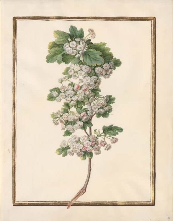 Madeleine Françoise Basseporte Blütenzweig mit gefüllten weißen Blüten und gelappten Blättern Kunstkopie