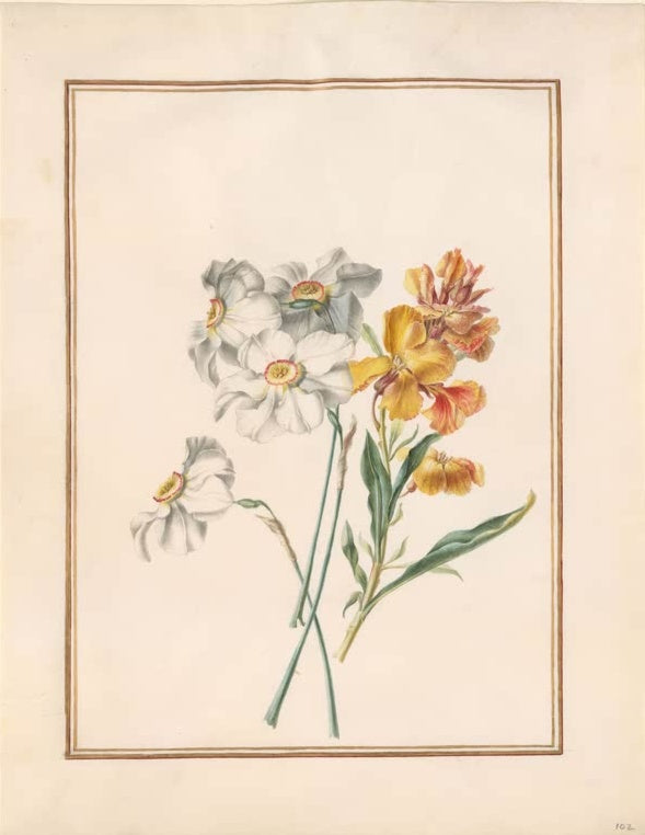 Madeleine Françoise Basseporte Dichternarzissen (Narcissus poeticus) und gelborange Blüten Kunstkopie, Aquarell um 1750