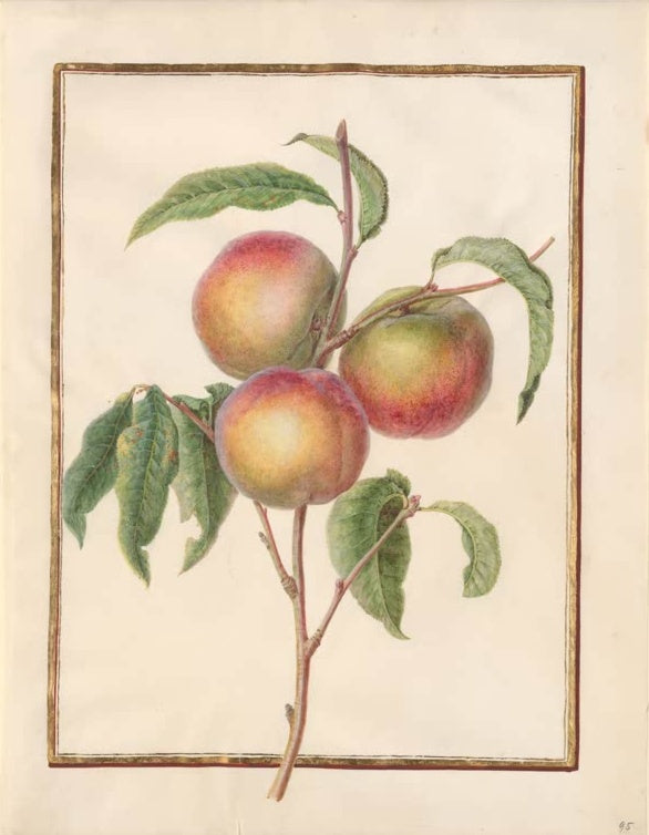 Madeleine Françoise Basseporte Drei Pfirsiche am Zweig (Prunus persica) Kunstkopie, Pflanzenstudie auf Pergament um 1750